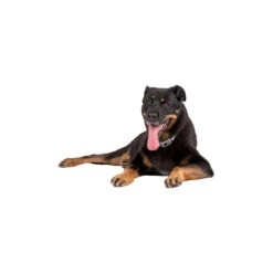 Pavlov Digitale Anti-blaf Halsband -Honden Benodigdheden Winkel pavlov digitale anti blaf halsband 221909 1000 none