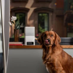 Petcube Bites 2 Lite -Honden Benodigdheden Winkel petcube bites 2 lite 221205 0500 none