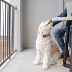 PetSafe Anti-Blafhalsband 9 PetSafe Anti-Blafhalsband -Honden Benodigdheden Winkel petsafe anti blafhalsband 208109 0500 none