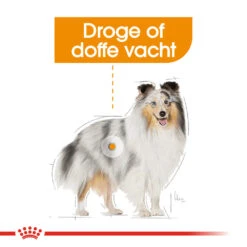 Royal Canin Coat Care Wet - Hondenvoer 13 Royal Canin Coat Care Wet - Hondenvoer -Honden Benodigdheden Winkel prod 8914 131804 1000 none