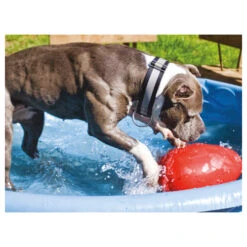 Jolly Egg -Honden Benodigdheden Winkel product jolly egg none 4 1496839894 86968