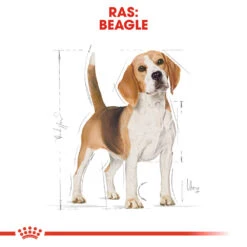 Royal Canin Beagle Adult - Hondenvoer -Honden Benodigdheden Winkel royal canin beagle adult hondenvoer 137299 1000 none