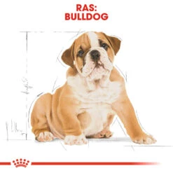 Royal Canin Bulldog Puppy - Hondenvoer -Honden Benodigdheden Winkel royal canin bulldog puppy hondenvoer 137773 1000 none