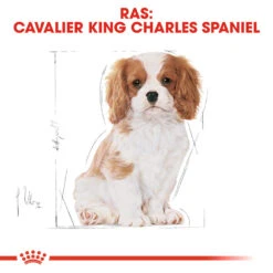 Royal Canin Cavalier King Charles Puppy - Hondenvoer 15 Royal Canin Cavalier King Charles Puppy - Hondenvoer -Honden Benodigdheden Winkel royal canin cavalier king charles puppy hondenvoer 137938 1000 none