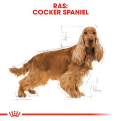 Royal Canin Cocker Adult - Hondenvoer 13 Royal Canin Cocker Adult - Hondenvoer -Honden Benodigdheden Winkel royal canin cocker adult hondenvoer 138151 1000 none