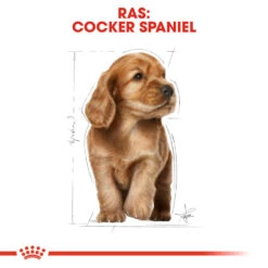 Royal Canin Cocker Puppy - Hondenvoer -Honden Benodigdheden Winkel royal canin cocker puppy hondenvoer 138232 1000 none