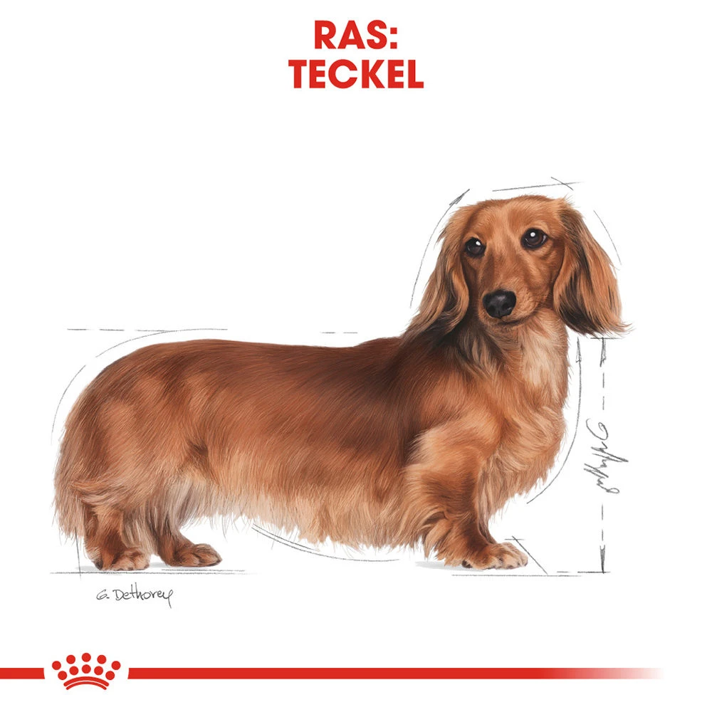 Royal Canin Dachshund Adult - Hondenvoer 6 Royal Canin Dachshund Adult - Hondenvoer - Afbeelding 6
