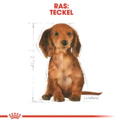 Royal Canin Dachshund Puppy - Hondenvoer -Honden Benodigdheden Winkel royal canin dachshund puppy hondenvoer 138352 1000 none