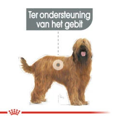 Royal Canin Maxi Dental Care - Hondenvoer -Honden Benodigdheden Winkel royal canin dental care maxi hondenvoer 130868 1000 none