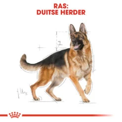 Royal Canin German Shepherd Adult - Hondenvoer -Honden Benodigdheden Winkel royal canin german shepherd adult hondenvoer 138757 1000 none