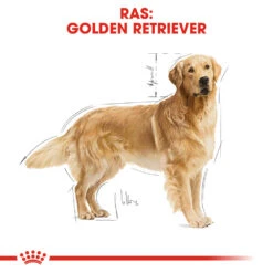 Royal Canin Golden Retriever Adult - Hondenvoer -Honden Benodigdheden Winkel royal canin golden retriever adult hondenvoer 138877 1000 none