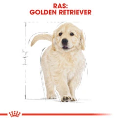 Royal Canin Golden Retriever Puppy - Hondenvoer 16 Royal Canin Golden Retriever Puppy - Hondenvoer -Honden Benodigdheden Winkel royal canin golden retriever puppy hondenvoer 138964 1000 none