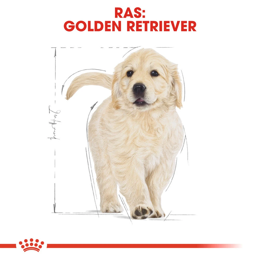 Royal Canin Golden Retriever Puppy - Hondenvoer 6 Royal Canin Golden Retriever Puppy - Hondenvoer - Afbeelding 6