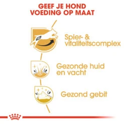 Royal Canin Jack Russell Terrier Adult - Hondenvoer -Honden Benodigdheden Winkel royal canin jack russell terrier adult hondenvoer 139087 1000 none