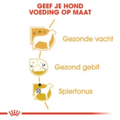 Royal Canin Poodle Adult - Hondenvoer -Honden Benodigdheden Winkel royal canin poodle adult hondenvoer 139687 1000 none