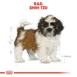Royal Canin Shih Tzu Puppy - Hondenvoer -Honden Benodigdheden Winkel royal canin shih tzu junior hondenvoer 140417 1000 none
