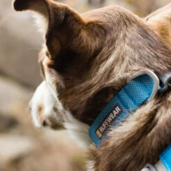 Ruffwear Hi & Light Collar -Honden Benodigdheden Winkel ruffwear hi light collar 194261 1000 none