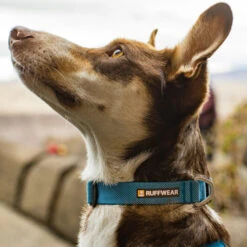 Ruffwear Hi & Light Collar -Honden Benodigdheden Winkel ruffwear hi light collar 194264 1000 none