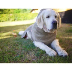 Siccaro WetDog SupremePro 2.0 -Honden Benodigdheden Winkel siccaro wetdog supremepro 20 216998 2000 none