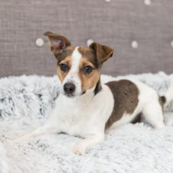 Trixie Bekleding-Beschermdeken Harvey 9 Trixie Bekleding-Beschermdeken Harvey -Honden Benodigdheden Winkel trixie bekleding beschermdeken harvey 206315 2000 none