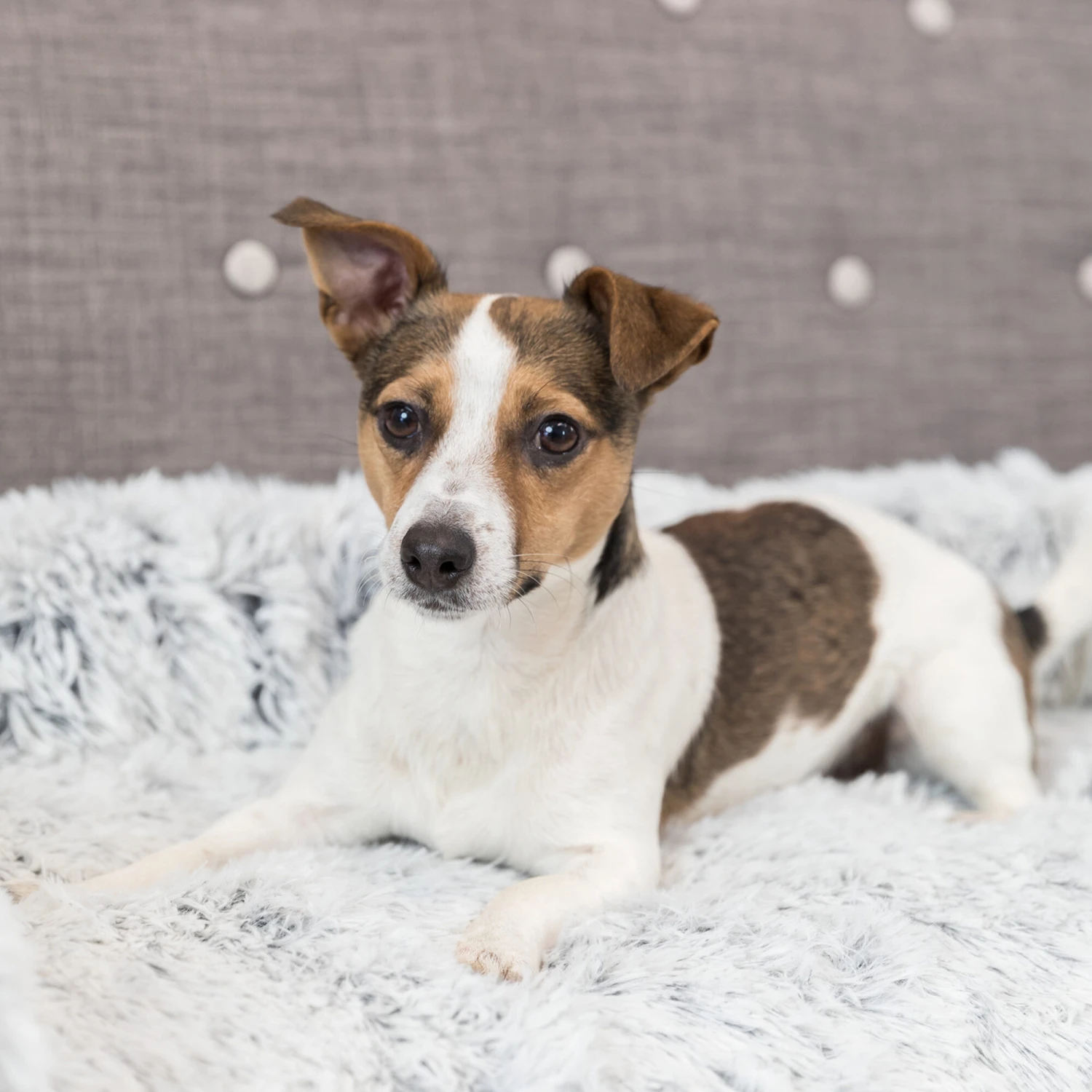 Trixie Bekleding-Beschermdeken Harvey 5 Trixie Bekleding-Beschermdeken Harvey - Afbeelding 5