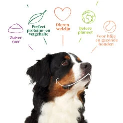 Yarrah - Hondensnack Vega Hondenkoekjes Grote Honden Bio 12 Yarrah - Hondensnack Vega Hondenkoekjes Grote Honden Bio -Honden Benodigdheden Winkel yarrah hondensnack vega hondenkoekjes grote honden bio 198917 1000 none