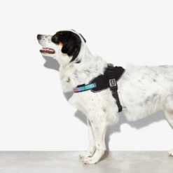 Zee.Dog FlyHarness Hondentuigje 25 Zee.Dog FlyHarness Hondentuigje -Honden Benodigdheden Winkel zeedog flyharness hondentuigje 221595 1000 none