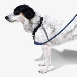 Zee.Dog Soft Walk Harness -Honden Benodigdheden Winkel zeedog soft walk harness 200684 1000 none